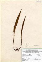 藏品(柳葉劍蕨)的圖片